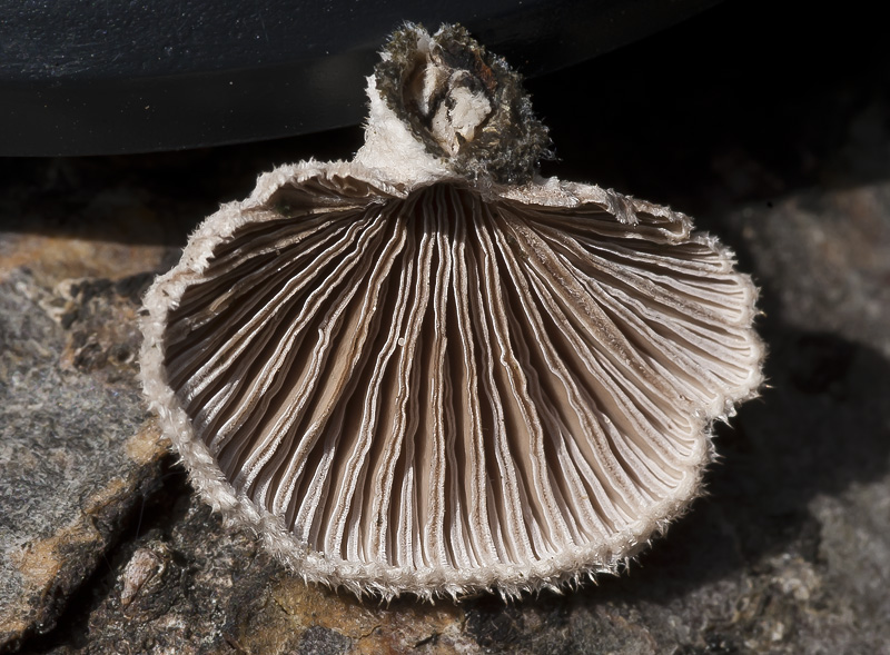 Schizophyllum commune